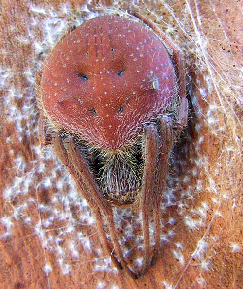 
 Red Eriophera on a Red Gum